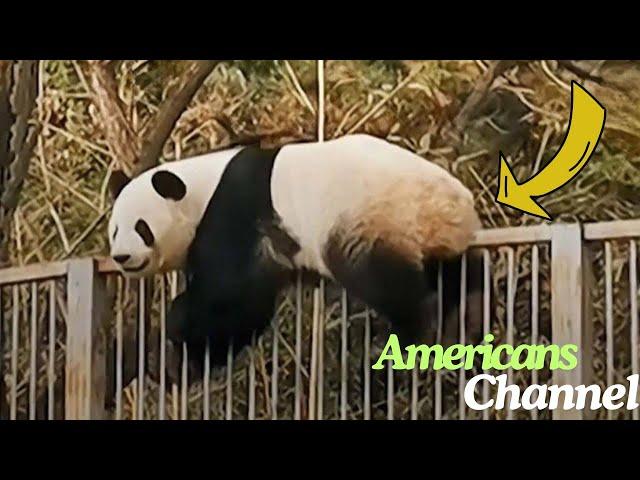 Panda Escapes Zoo Enclosure, Then Staff See Where She’s Trying To Go