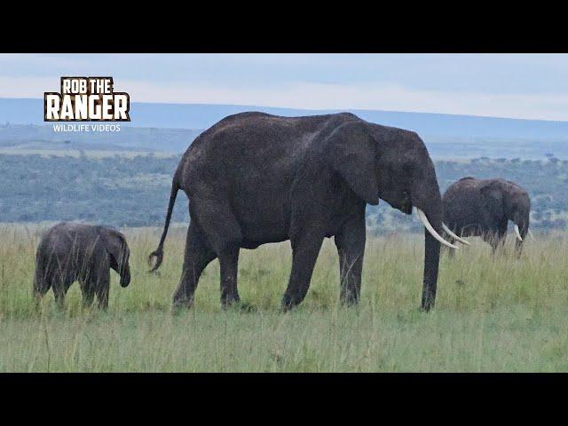 Elephants On A Misty Morning | Maasai Mara Safari | Zebra Plains