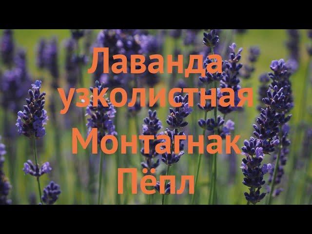 Лаванда узколистная Монтагнак Пёпл  обзор: как сажать, саженцы лаванды Монтагнак Пёпл