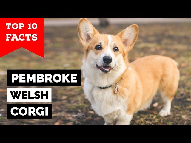 Pembroke Welsh Corgi - Top 10 Facts