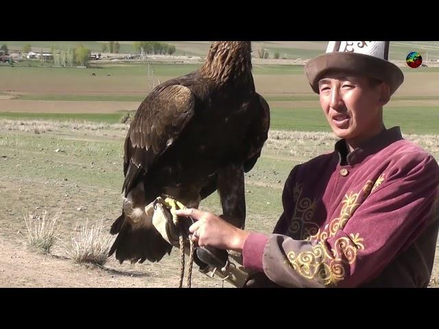 Kyrgyzstan, Eagle show 2024