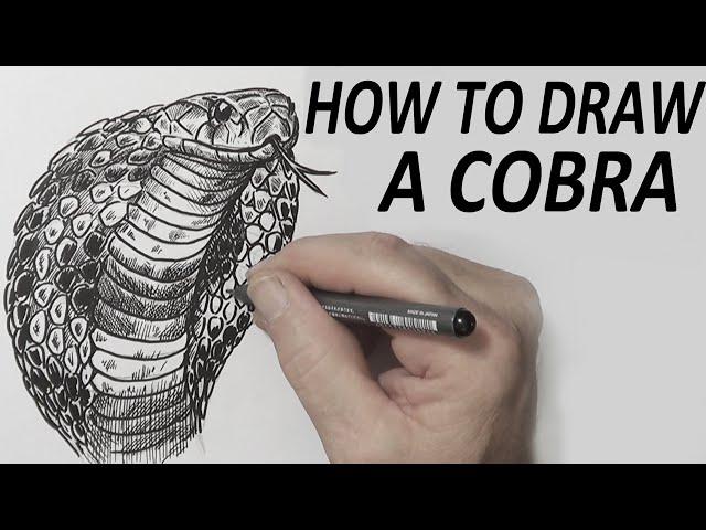 HOW TO DRAW A COBRA (beginner-intermediate)