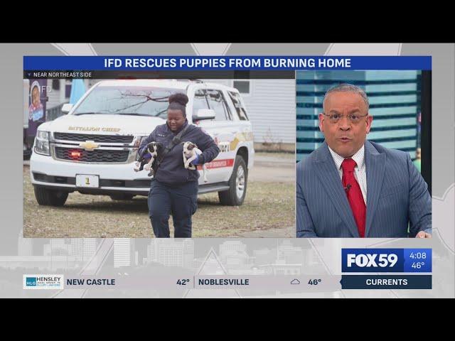 Indy firefighters save 8 puppies and their pregnant mother from burning home