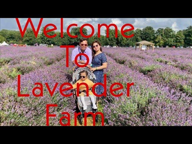 Mayfield Lavender Farm UK, England | Walking Tour