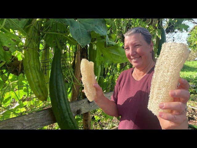 Harvesting Massive Loofahs to Make Shower Sponges