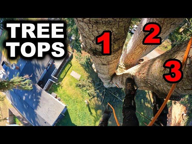 Massive Tree Threatens Home! Three Headed Beast!