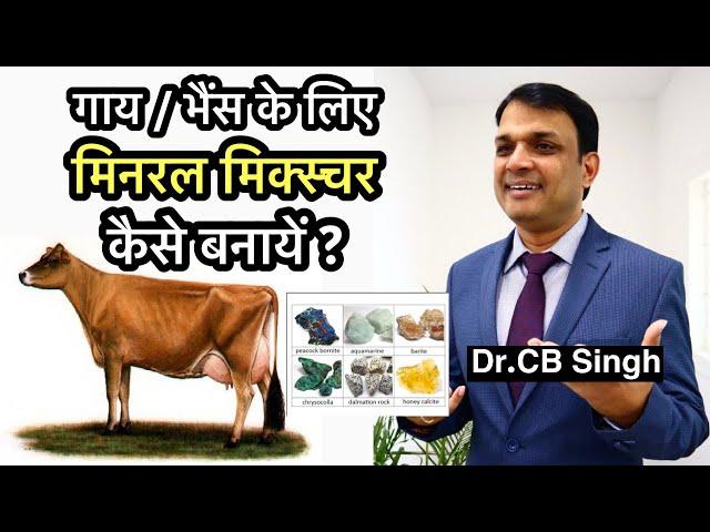 गाय भैंस के लिए mineral mixture कैसे बनायें ? | Dairy Ustaad | Dr CB Singh