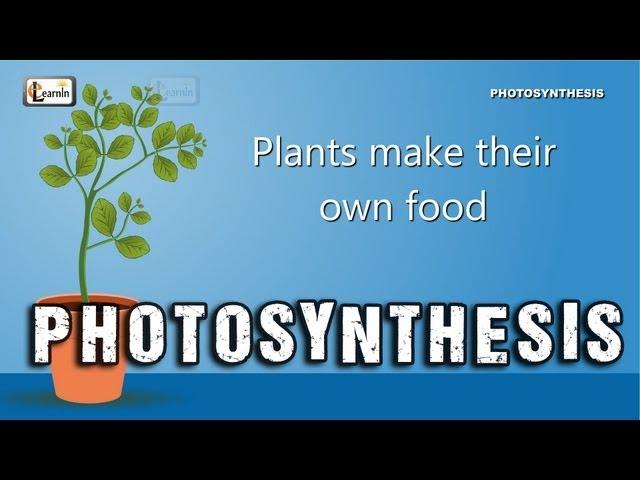 Photosynthesis | Photosynthesis in plants | Photosynthesis - Biology basics for children | elearnin