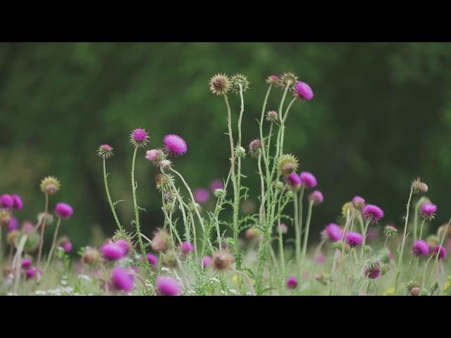 Live piano improvisations by Werner Elmker with Fairfield, Iowa 4k nature videos [HQ]