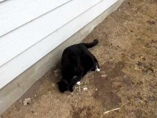 Male and Female cats meeting for the first time.