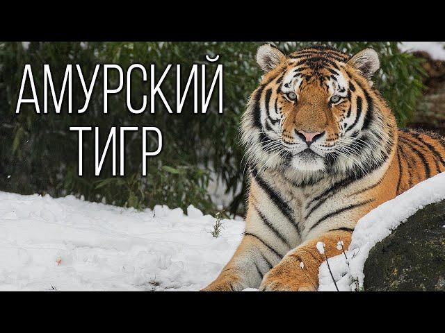 Amur Tiger: The Mighty master of the Taiga | Interesting facts about tigers