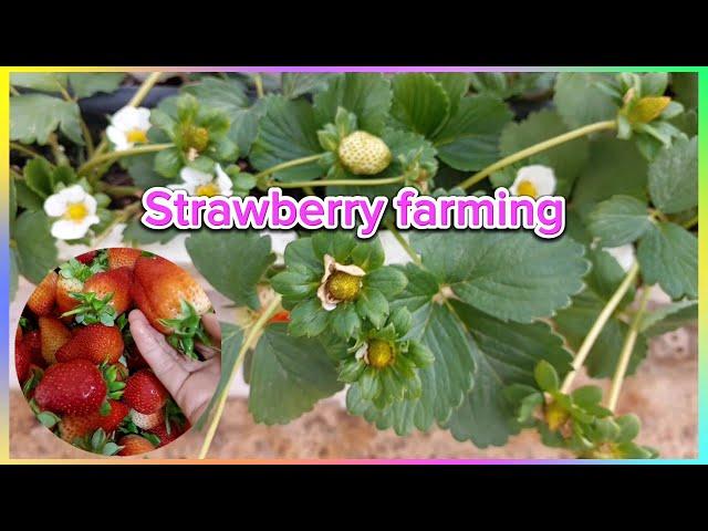 Strawberry farming/Precious M Vlog