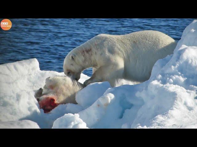 What Happen in Nature! Cold Blooded Animals Eat Their Baby - Animal Documentary | Wildlife Secrets