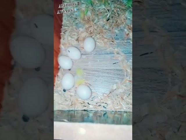 #birds #birdaviary #albino #arbirdloverg #lovebirds #pigeon #albinolovebirds #birdcage #birdenclosur