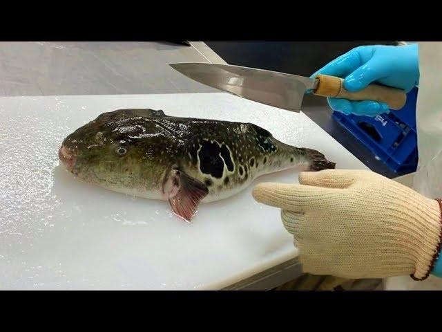 Japanese Food, Fish (Fugu) Cutting by Japanese Masters.