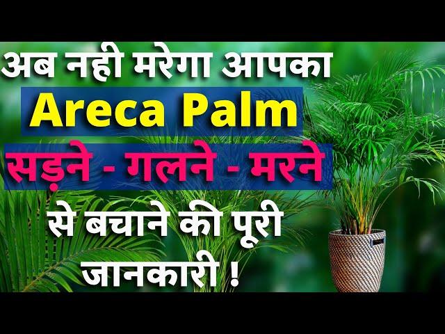 ARECA PALM / ऐरेका पाम को बचाने का तरीका || पत्ते पीले होने से मरने से बचाने की A-Z Information