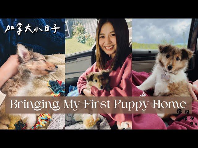 I GOT A PUPPY! The trip to pick up my sheltie puppy!  