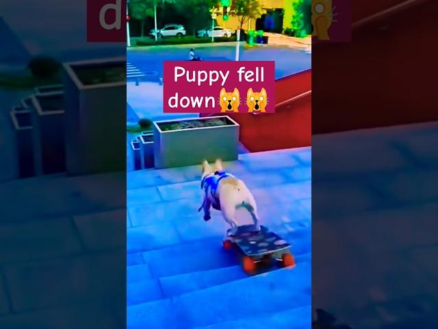 Puppy fell Down |Dancing for Toddlers |Toddler Car Videos #newfanny #comedy #jokes  #shortsfeed