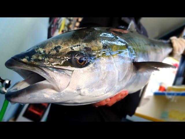 big yellowtail / big Japanese amberjack sashimi, great skill