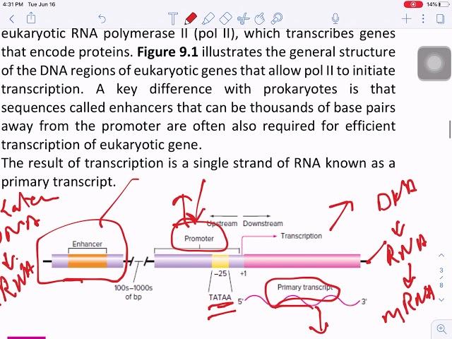 Lecture 11 The Post-transcription Modification