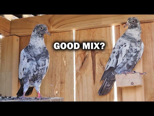 High Flyer Pigeon Mix Breeds