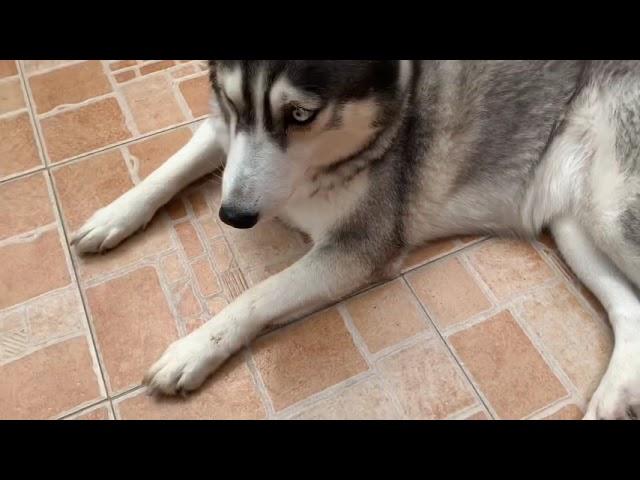 How To: Make your husky go inside the house