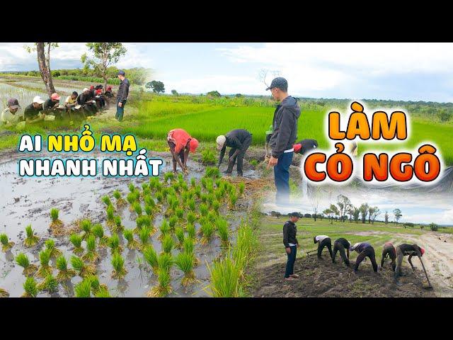 Ngô Bị Cát Vùi Trầm Trọng - Tập Trung Làm Cỏ Ngô|| Team Huyền Thoại.