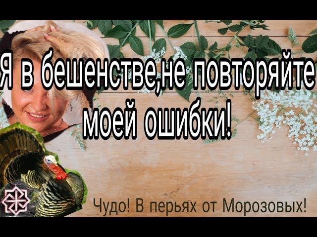 Я в бешенстве! Не повторяйте моей ошибки.Как правильно покупать инкубационное яйцо и взрослую птицу.