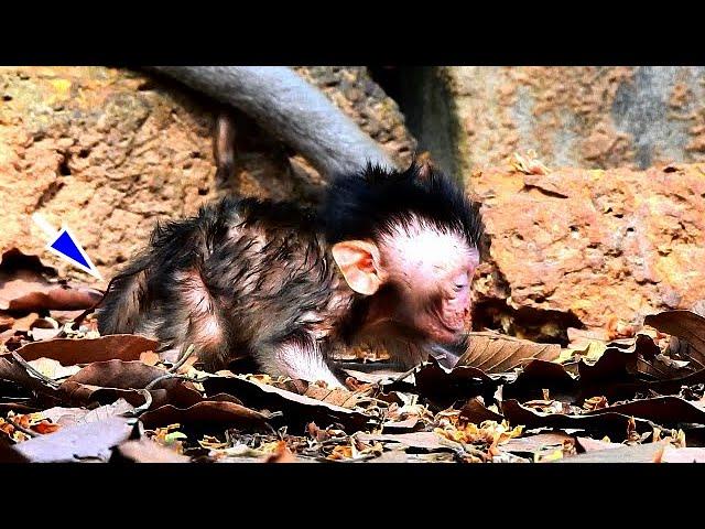 INCREDIBLE...Fresh newborn baby monkey trying to take her first step to walk after birth /Where mom?