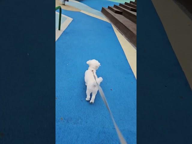 아침조깅조아하는조리퐁 #조리퐁 #funny #pets #귀요미숑#비숑#퐁