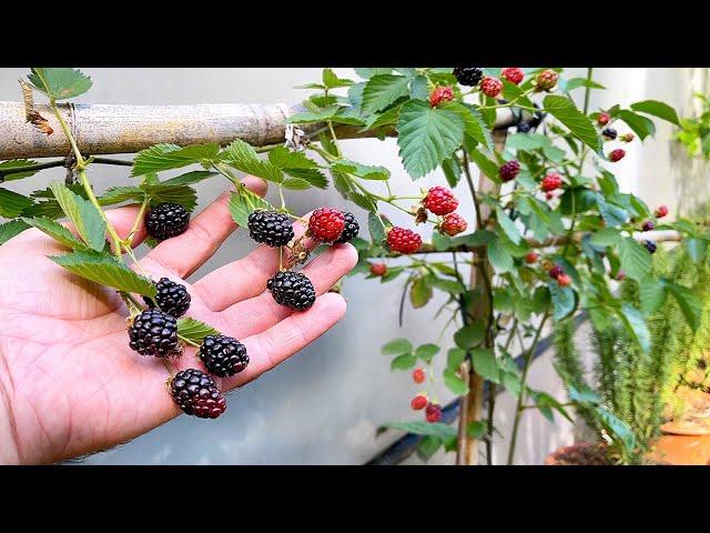 🟣Secrets for Growing Raspberry and Blackberry in Pots