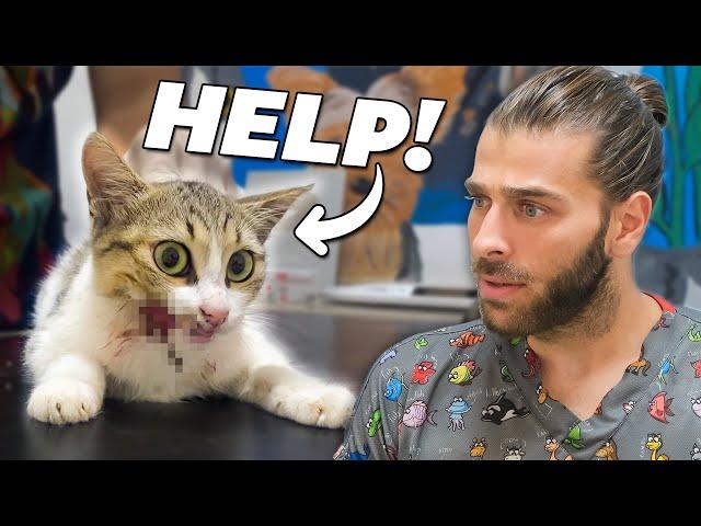 Heartbreaking Cat Rescue! (Miraculous Recovery of The Severe Face Wound!)