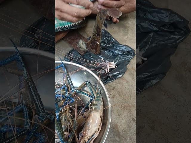 #fish