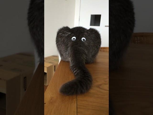 Funny Cat's Behind Looks Like an Elephant!