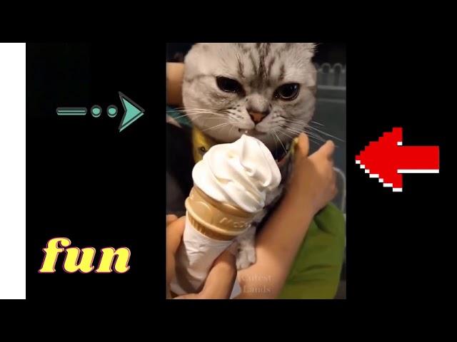 The best funny video of cats #shorts