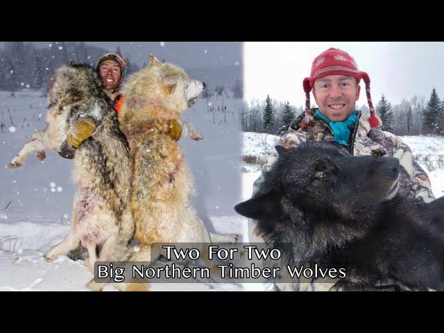 WOLF DOUBLE!!! Hunting big timber wolves! | TWO FOR TWO