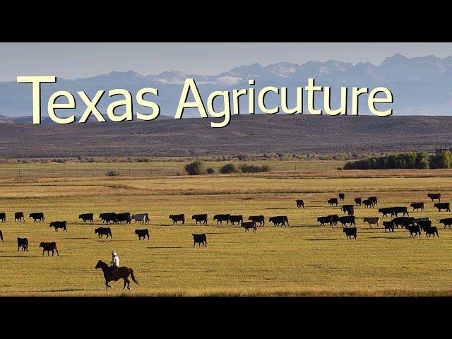 How Texas Farmers Use 127 Million Acres Of Farmland - American Farming Documentary