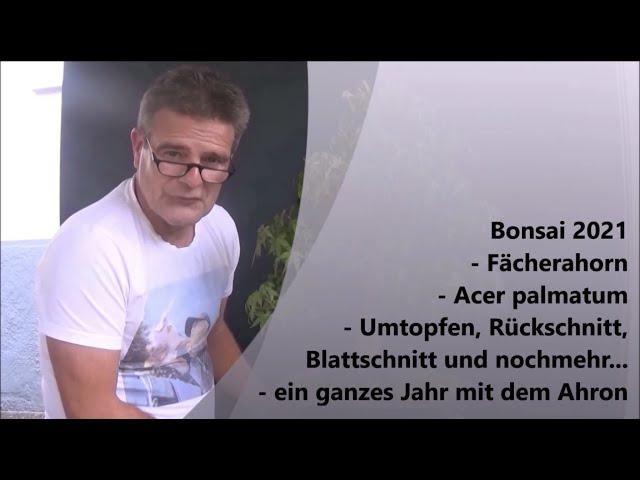 Bonsai 2021-47 - Fächerahorn - Acer palmatum - ein ganzes Jahr mit dem Ahorn