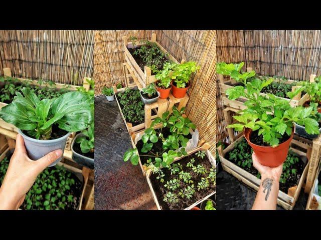 HOW TO START APARTMENT INDOOR GARDEN ZERO WASTE STYLE | Growing own Veggies from Scraps.