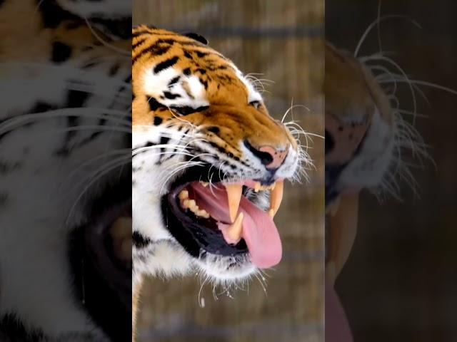 The Royal Bengal Tiger - Close up footage of its mouth open and sharp teeth. Most dangerous  animal