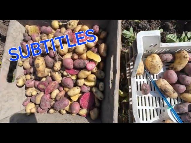 potato breeding #218 hybrid tubers seedling plants harvest.