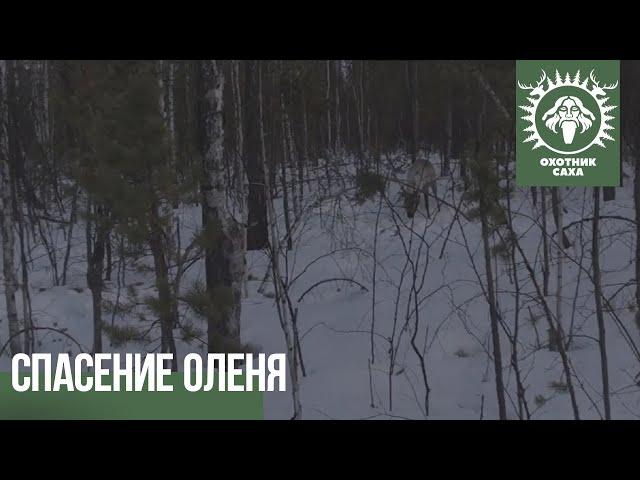 Спасение оленя