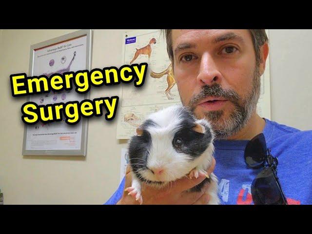 Emergency Surgery on Rescue Guinea Pig