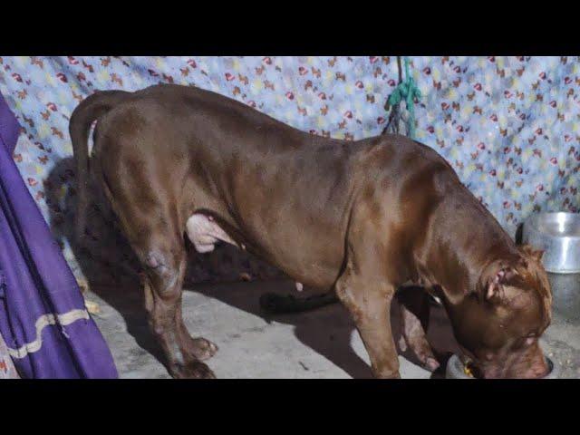 Pitbull Cute Dog #lekthebestkennel
