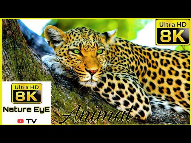 8K Wild Animals Video/ Wildlife Video/8K Nature EyE tv.