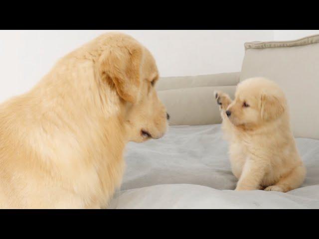 Golden Retriever Dad Meets His Puppy Son For The First Time