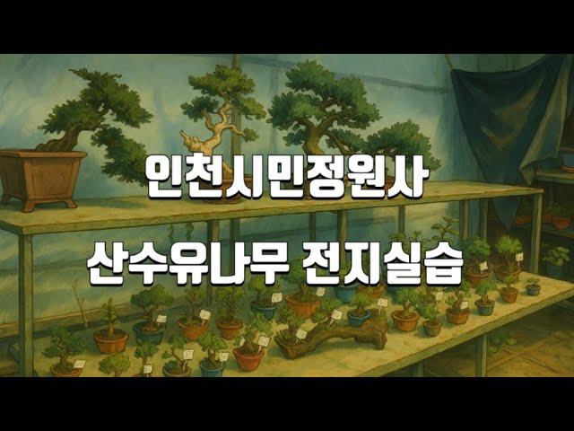 미추홀분재원 이백오십번째이야기#인천시민정원사#산수유전지#정원수전지