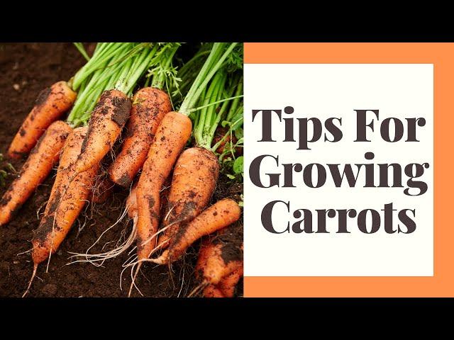 Growing Carrots For Beginners in Zone 6