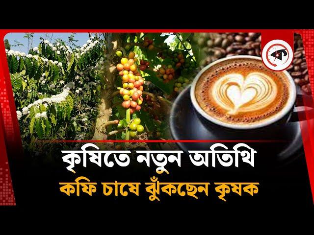 কৃষিতে নতুন অতিথি, কফি চাষে ঝুঁকছেন কৃষক | Sherpur | Nalitabari Coffee | Kalbela