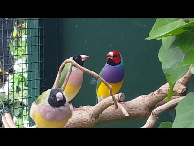 Gouldian Finches in aviary outside, Gouldamadines in buiten voliere